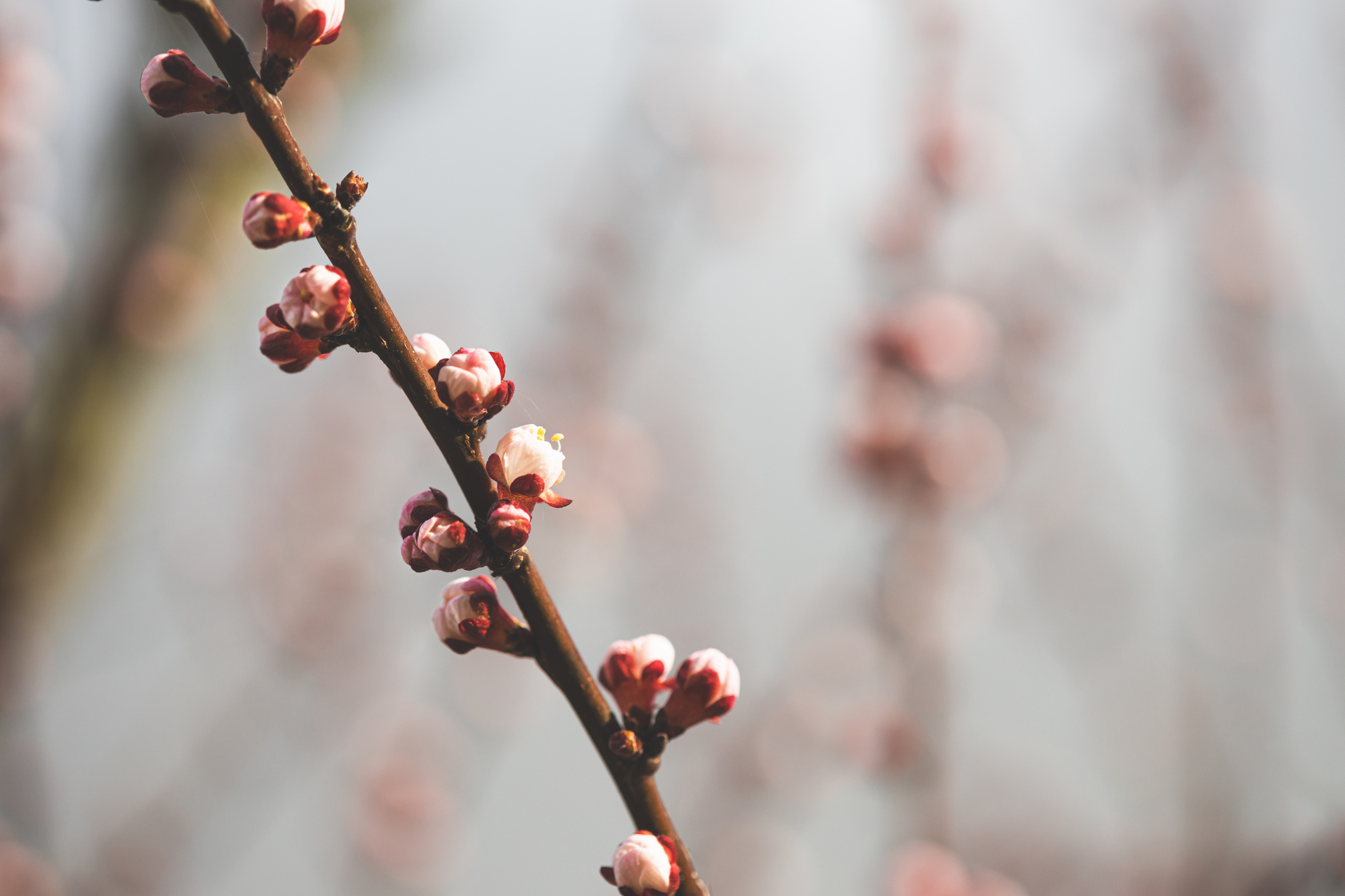 Young Spring Unblown Buds Of Prunus armeniaca (meaning Armen